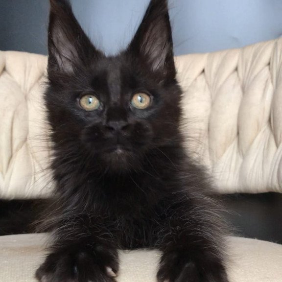 Maine Coon EZ Vlastelina