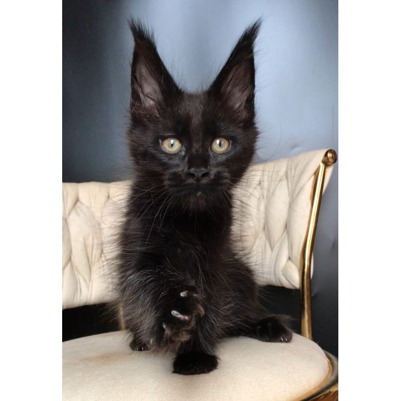 Maine Coon EZ Vlastelina