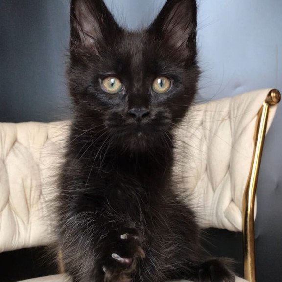 Maine Coon EZ Vlastelina