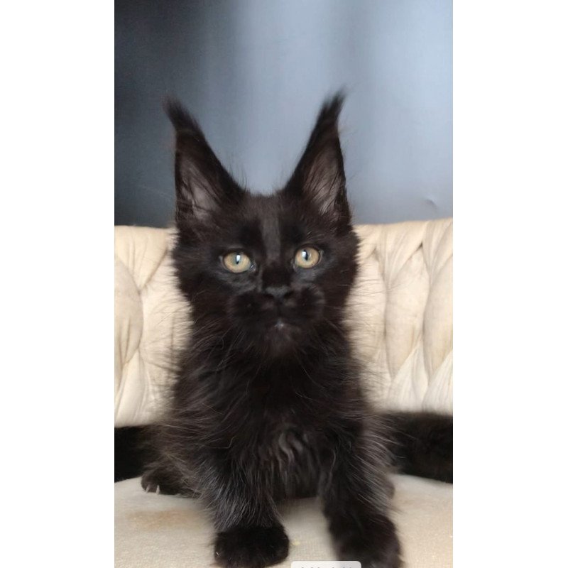 Maine Coon EZ Vlastelina