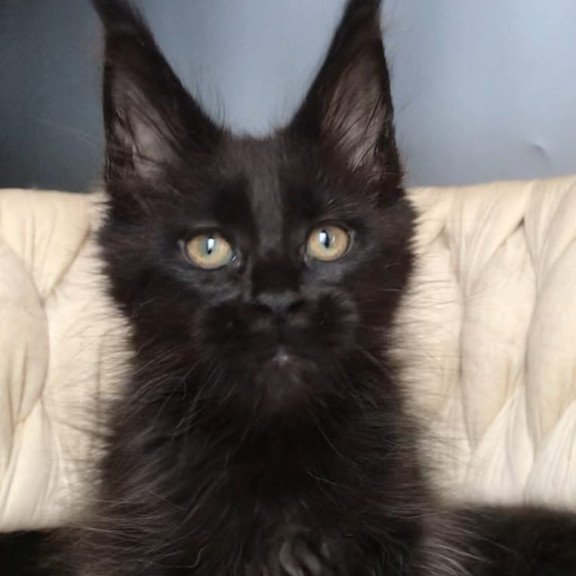 Maine Coon EZ Vlastelina