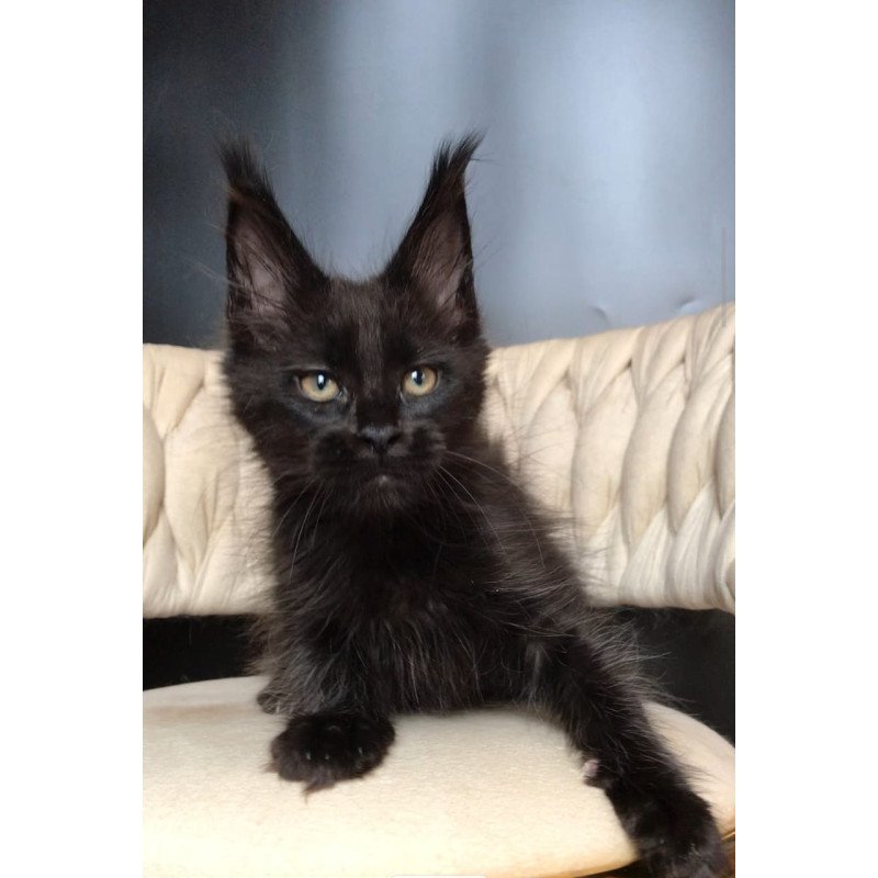 Maine Coon EZ Vlastelina