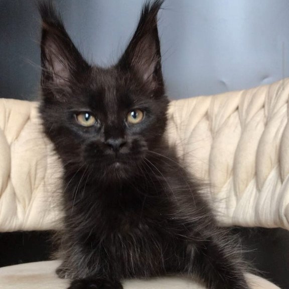 Maine Coon EZ Vlastelina