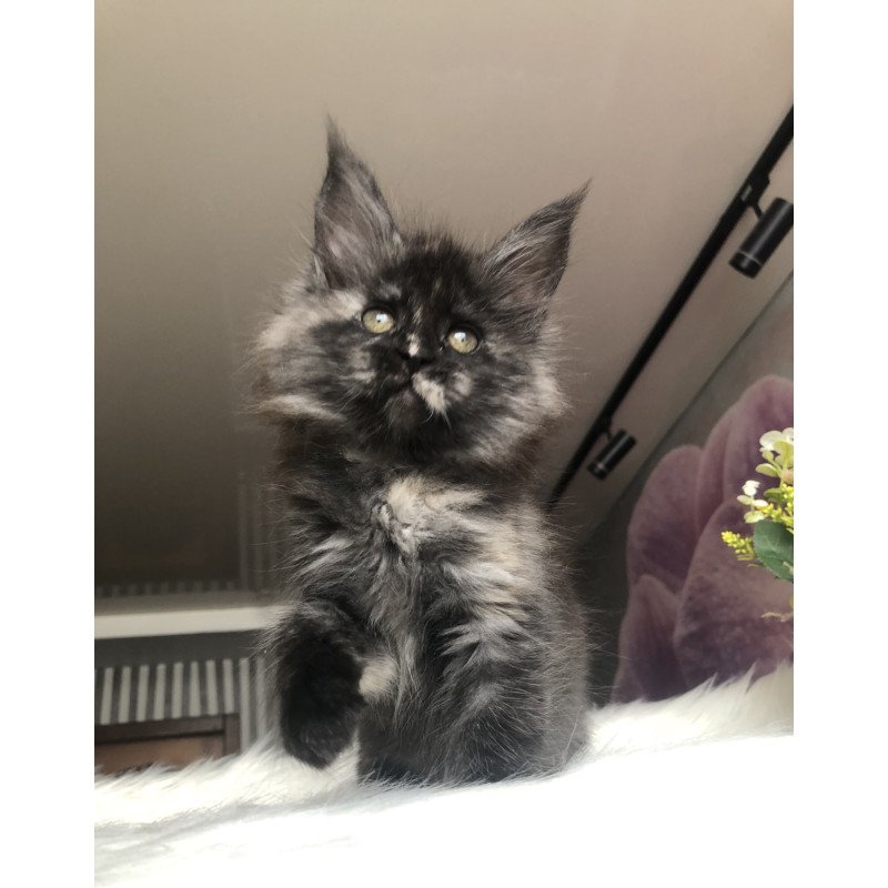 Maine Coon EZ Wilhelmina