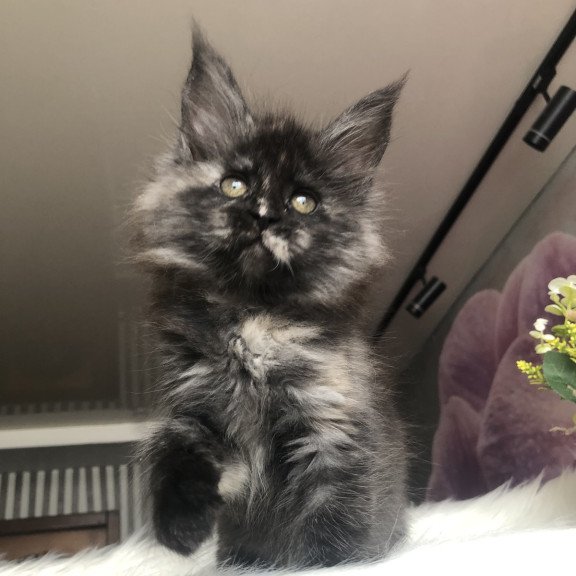 Maine Coon EZ Wilhelmina