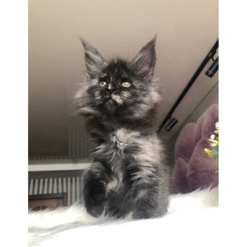 Maine Coon EZ Wilhelmina