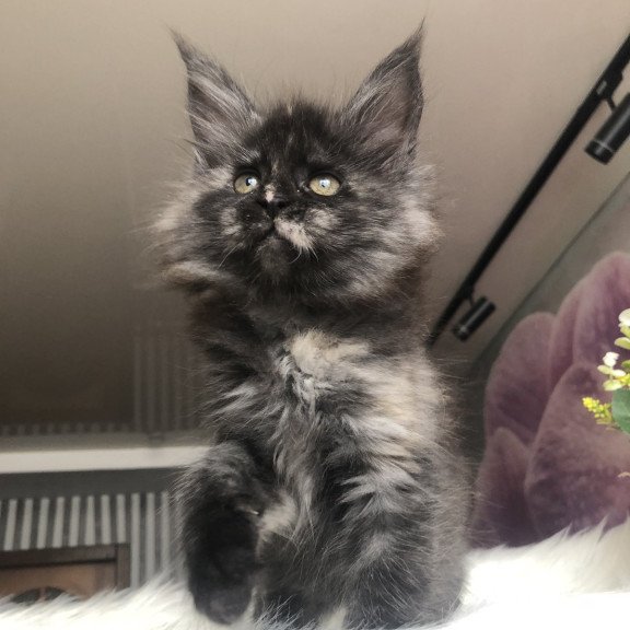 Maine Coon EZ Wilhelmina