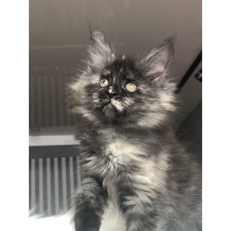Maine Coon EZ Wilhelmina