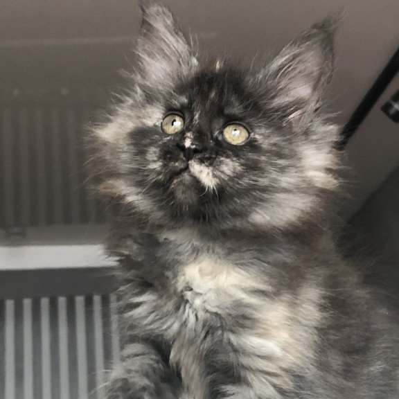 Maine Coon EZ Wilhelmina