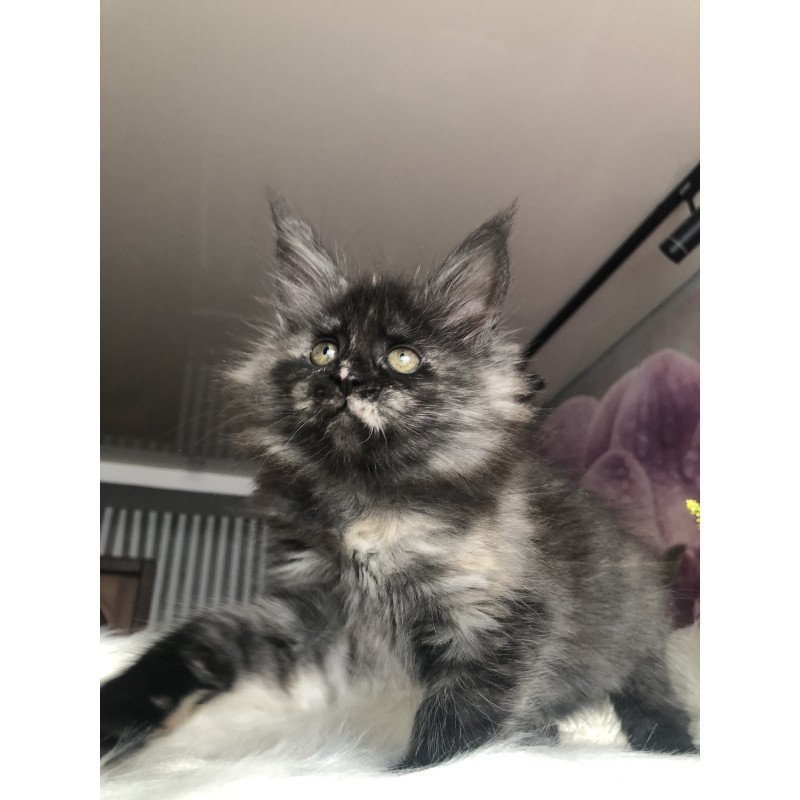 Maine Coon EZ Wilhelmina
