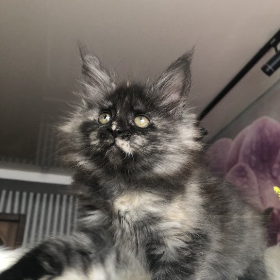 Maine Coon EZ Wilhelmina