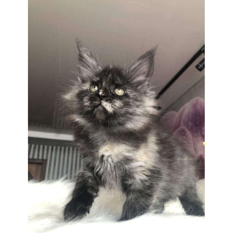 Maine Coon EZ Wilhelmina