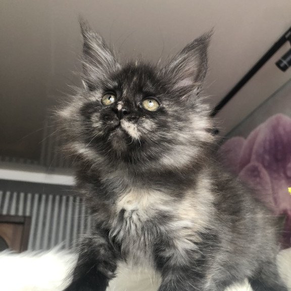 Maine Coon EZ Wilhelmina