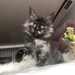 Maine Coon EZ Wilhelmina