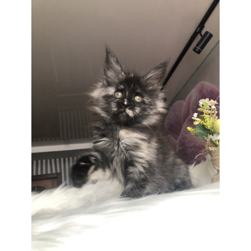 Maine Coon EZ Wilhelmina