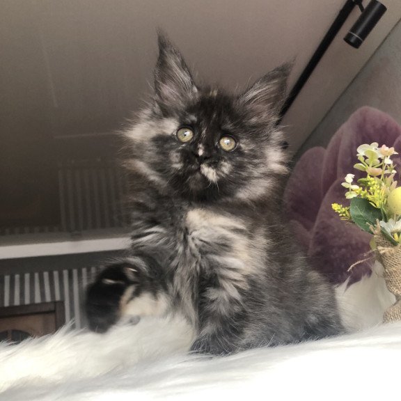 Maine Coon EZ Wilhelmina