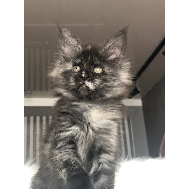 Maine Coon EZ Wilhelmina