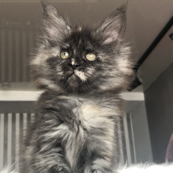 Maine Coon EZ Wilhelmina