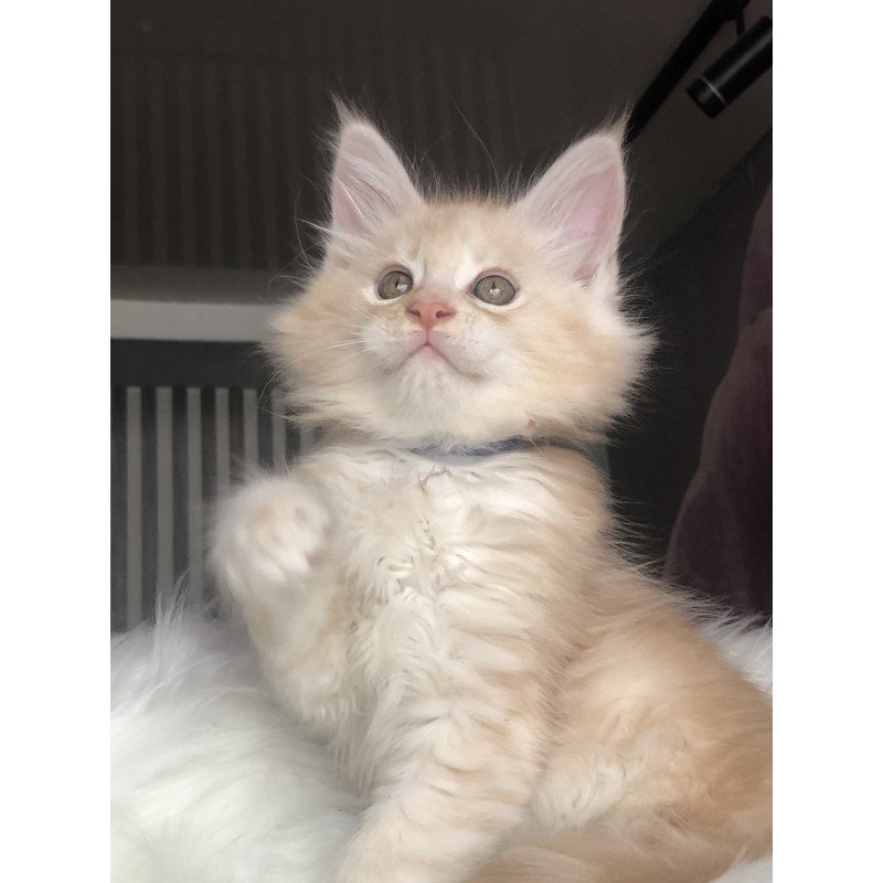 Maine Coon EZ Wings