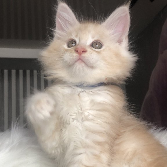 Maine Coon EZ Wings