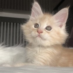 Maine Coon EZ Wings