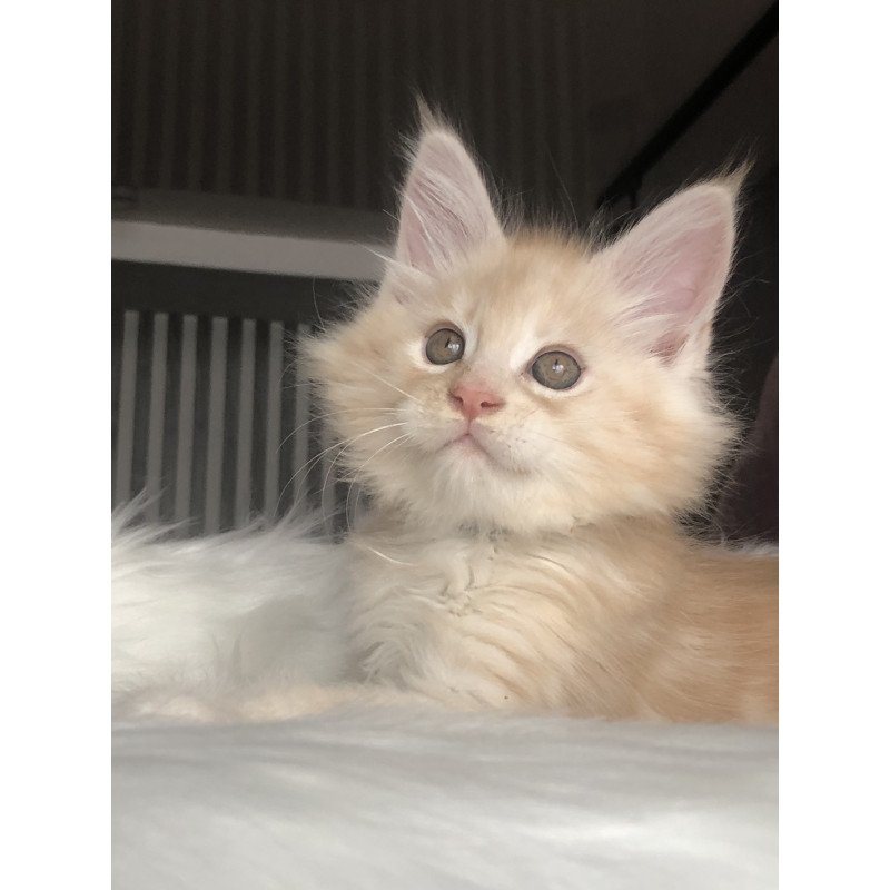 Maine Coon EZ Wings