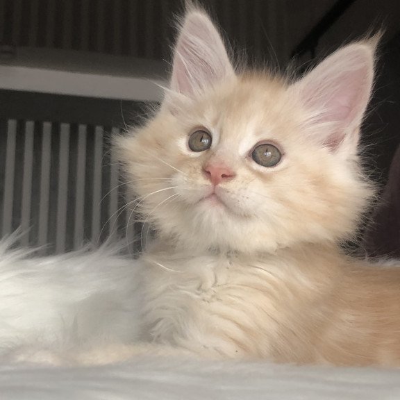 Maine Coon EZ Wings