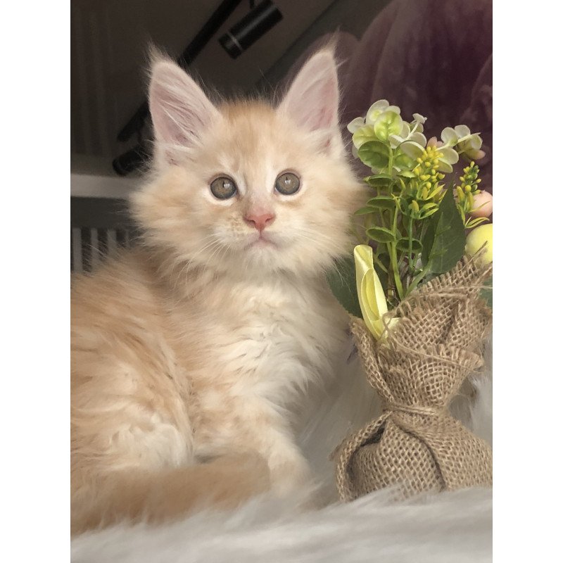 Maine Coon EZ Wings