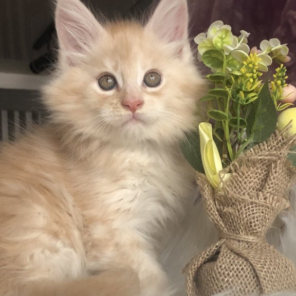 Maine Coon EZ Wings