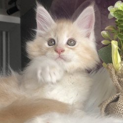 Maine Coon EZ Wings