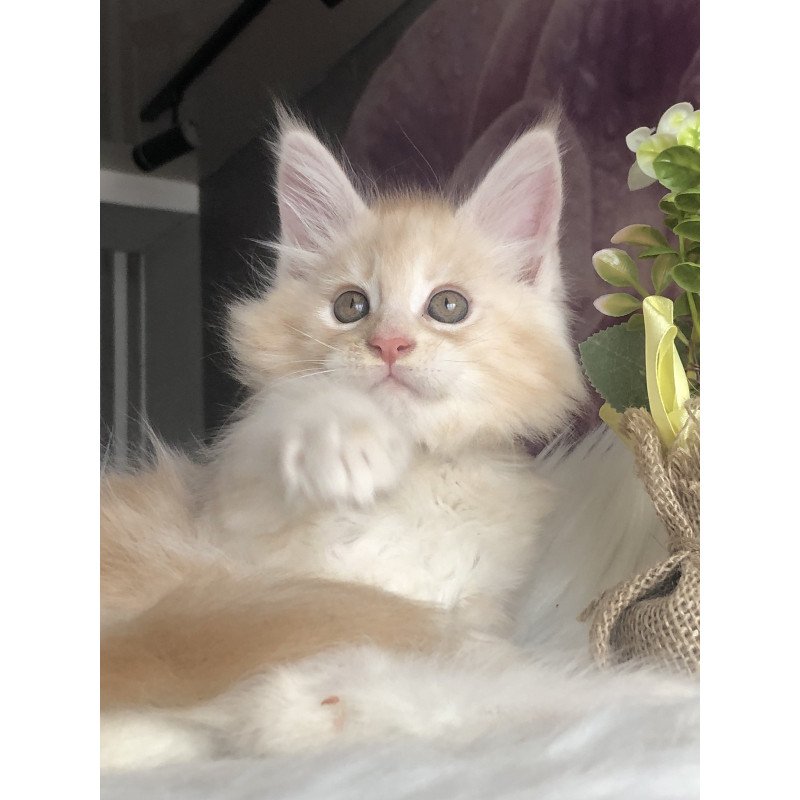 Maine Coon EZ Wings