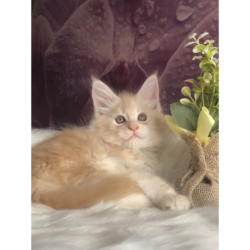 Maine Coon EZ Wings