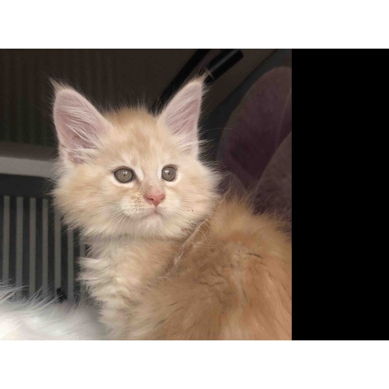 Maine Coon EZ Wings