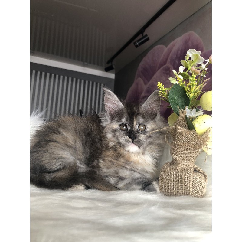 Maine Coon EZ Wednesday