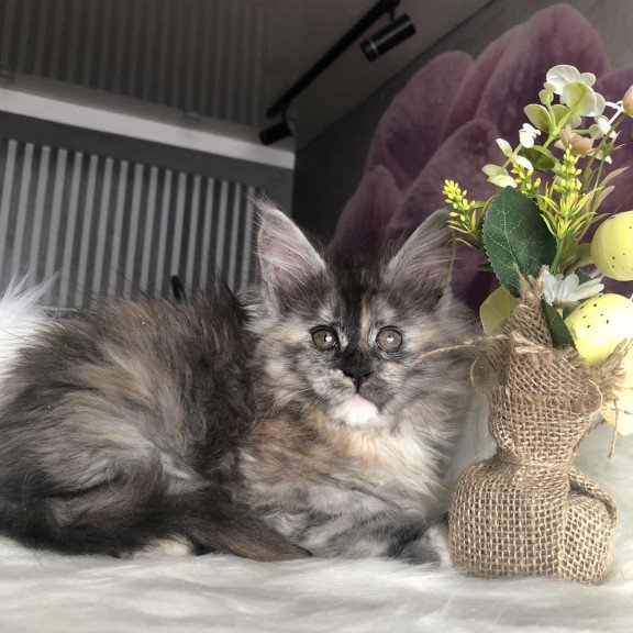 Maine Coon EZ Wednesday