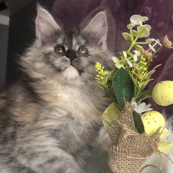 Maine Coon EZ Wednesday