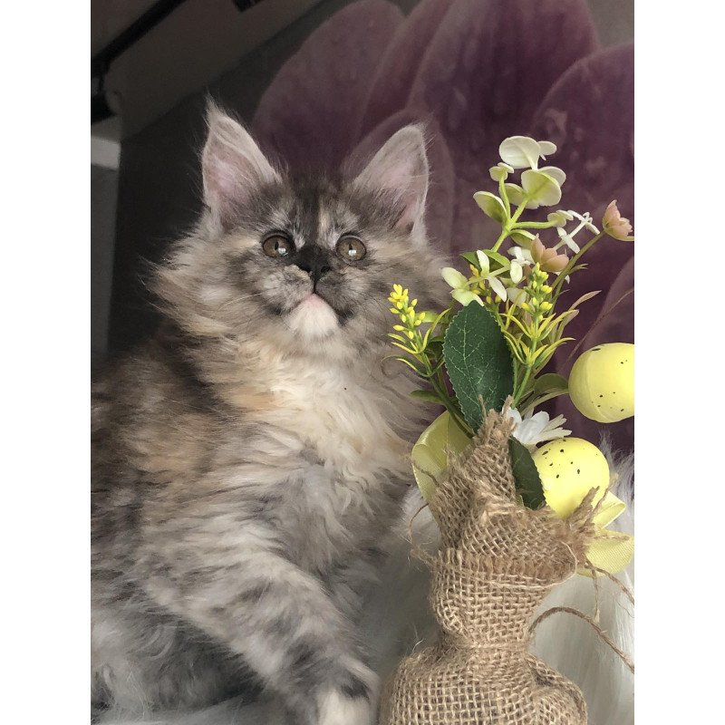 Maine Coon EZ Wednesday