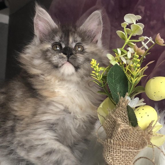 Maine Coon EZ Wednesday