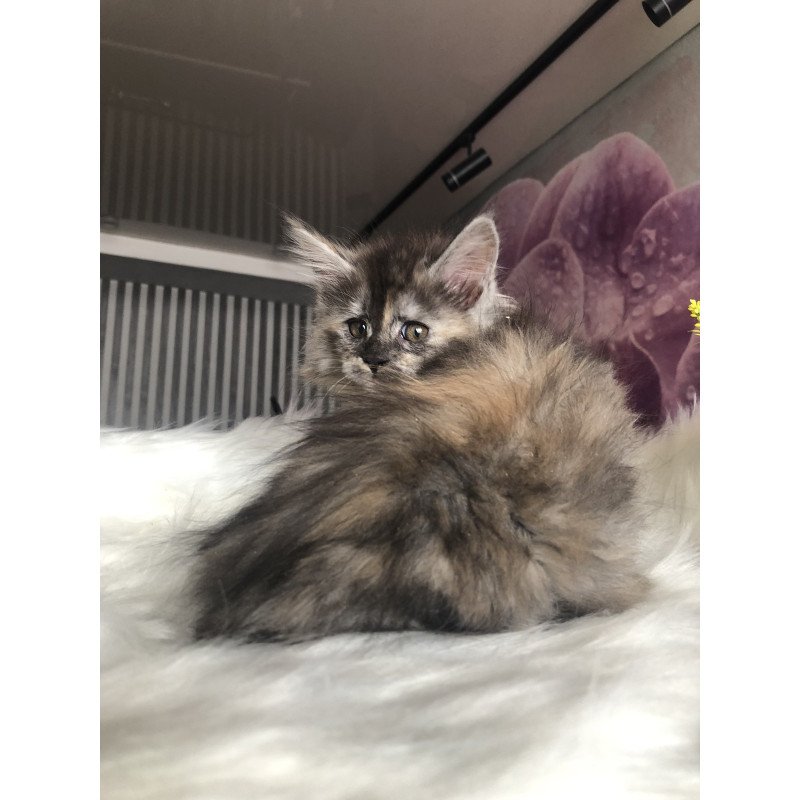 Maine Coon EZ Wednesday