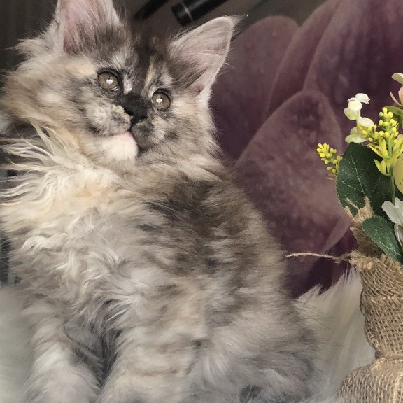 Maine Coon EZ Wednesday
