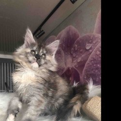 Maine Coon EZ Wednesday