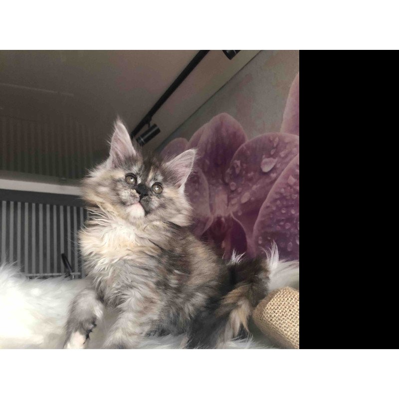 Maine Coon EZ Wednesday