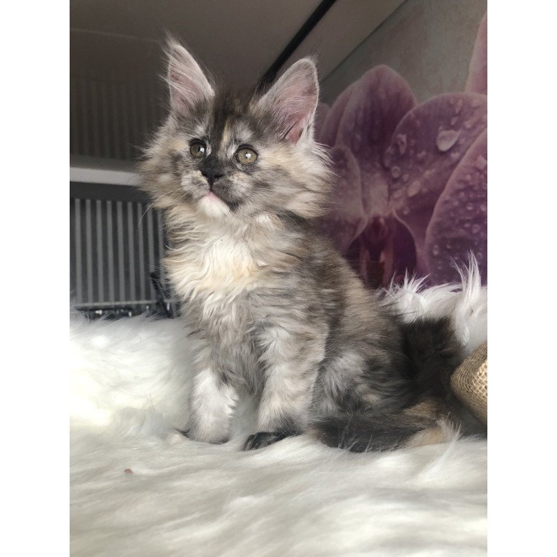 Maine Coon EZ Wednesday