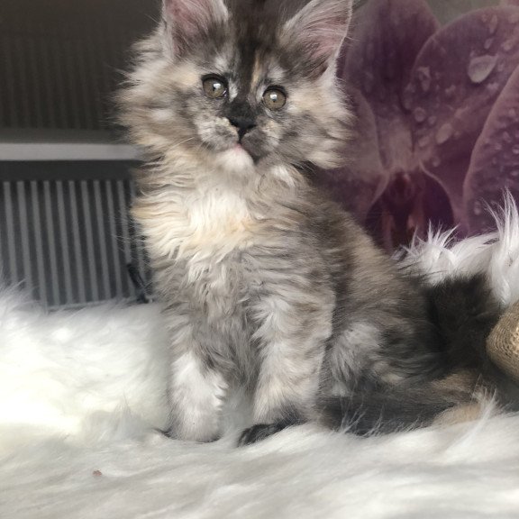 Maine Coon EZ Wednesday