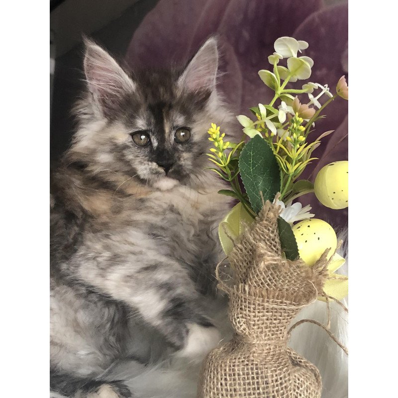 Maine Coon EZ Wednesday