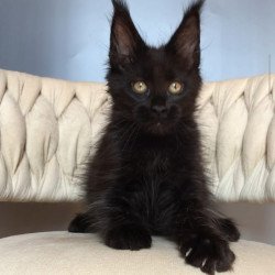 Maine Coon EZ Vlastelina