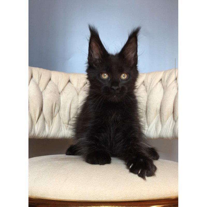 Maine Coon EZ Vlastelina