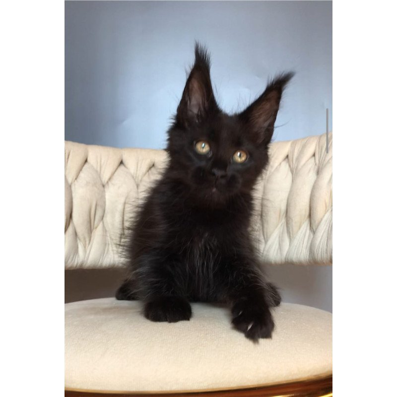 Maine Coon EZ Vlastelina