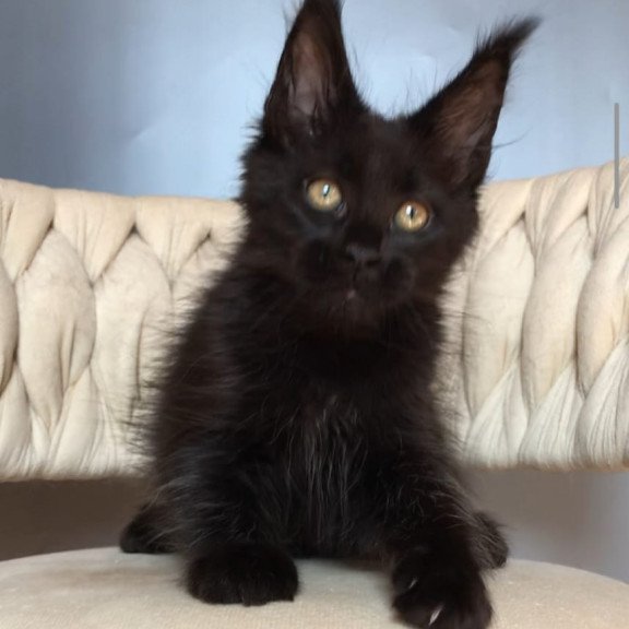 Maine Coon EZ Vlastelina