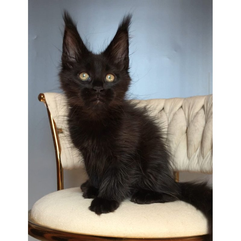 Maine Coon EZ Vlastelina